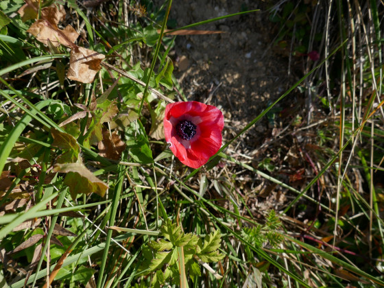 Anémone retournée à l'état sauvage