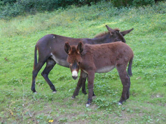 &Acirc;nes &agrave; cot&eacute; du camping de Bas-Cambo