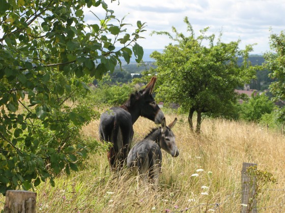 Anes dans la pelouse près du fort des Perches