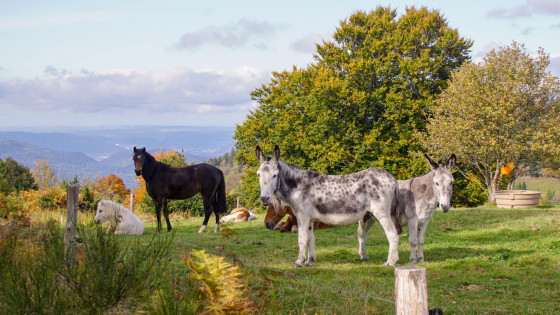 Ânes et chevaux derrière la Piquante Pierre