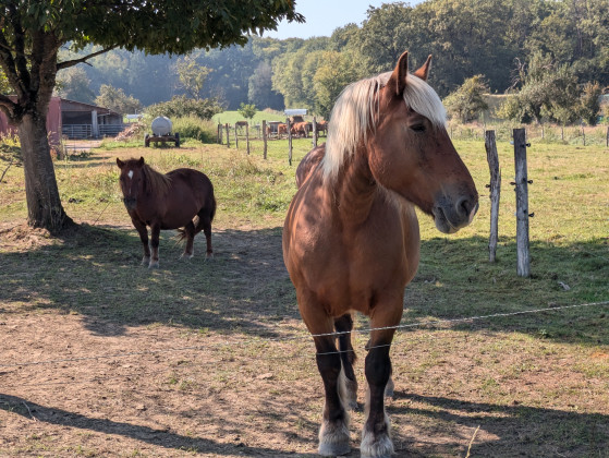 Animaux de la ferme 1
