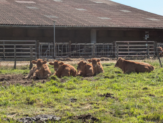 Animaux de la ferme 2