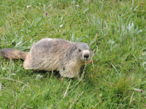Approche d'une marmotte