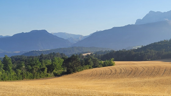 Après la moisson le grand champ de blé de la ferme du Bès