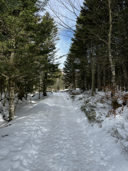 Apr&egrave;s le cr&ecirc;t de la Perdrix, en for&ecirc;t.