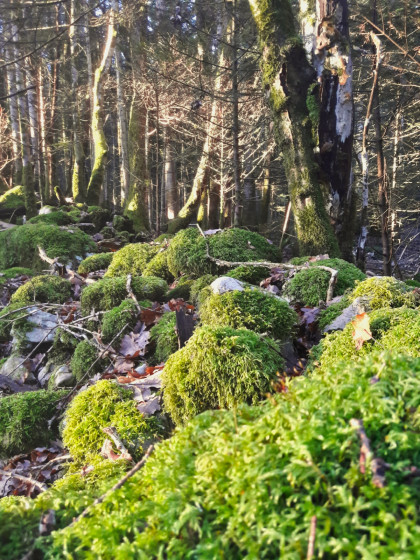 Apr&egrave;s-midi de janvier