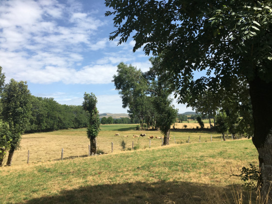 Après Nouvialle… des vaches
