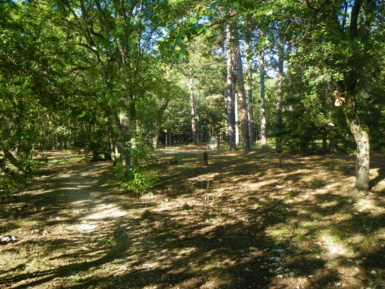 Arboretum  Forêt Domaniale du Luberon