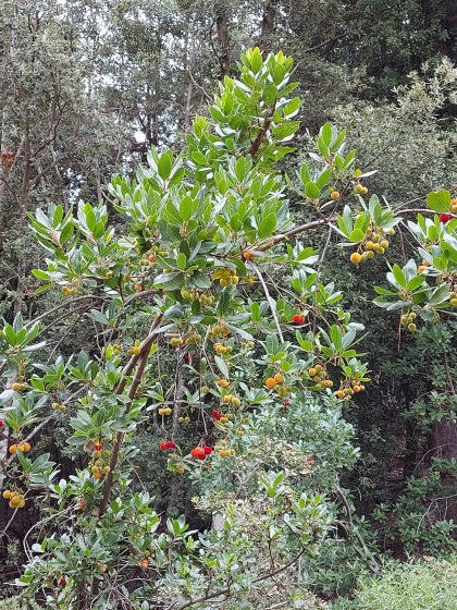 Arbousiers