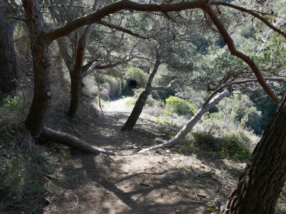 Arbre à branche couchée