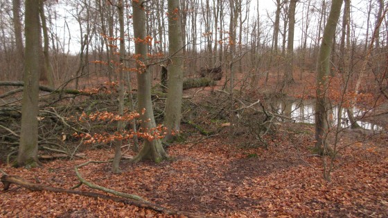 Arbre abbattu par le vent