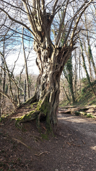 arbre assez remarquable