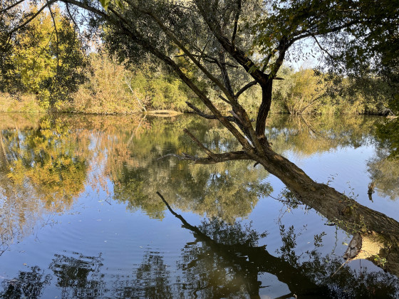Arbre au bord de l'eau
