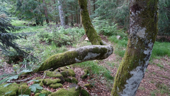 Arbre avec une belle courbe