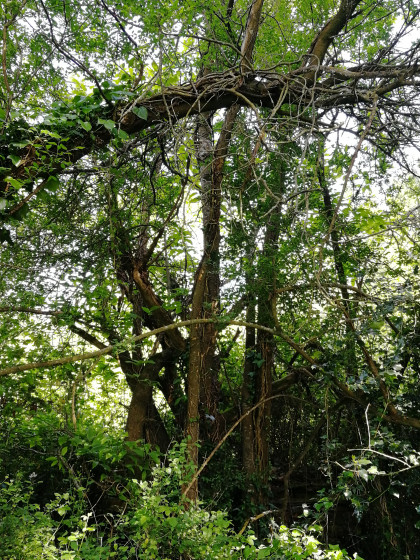 Arbre bizarre
