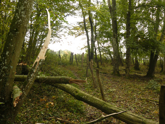 Arbre cass&eacute;