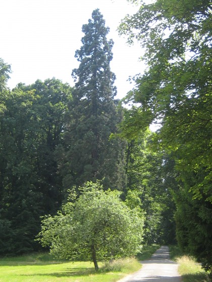 Arbre class&eacute;