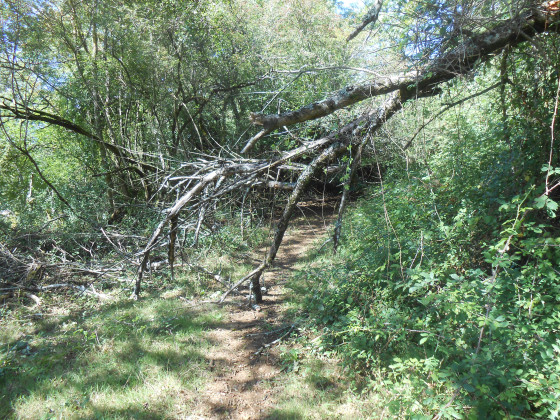 Arbre couché