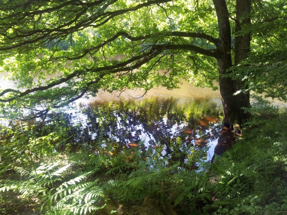 Arbre dans l\'eau