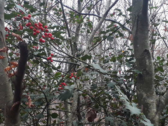 Arbre de houx