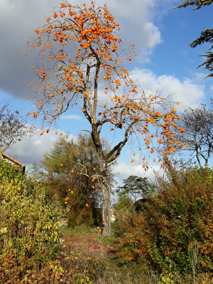 Arbre à kakis de toute beauté