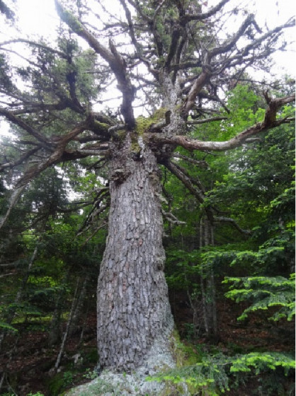 Arbre de la forêt primaire