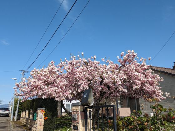 Arbre en fleur