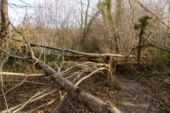 arbre en travers du chemin entre les points 8 et 9 :