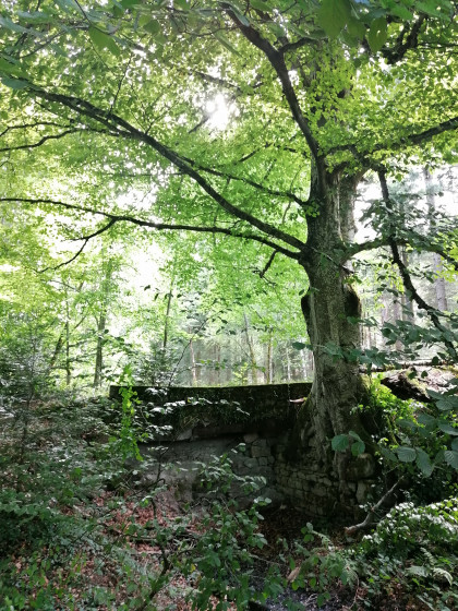 Arbre enraciné dans le pont