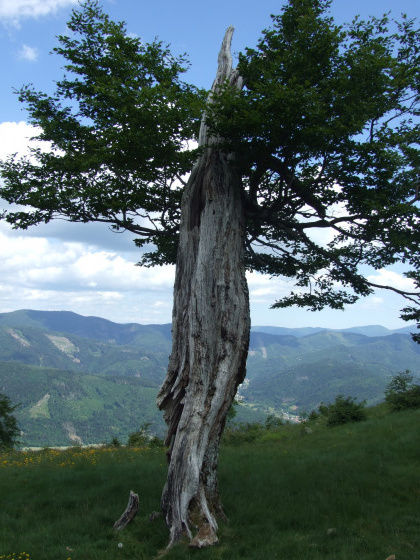 Arbre exceptionnel