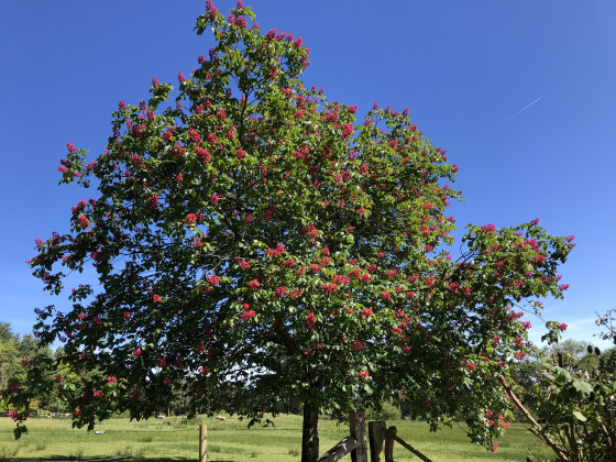 Arbre fleuri à la mi-mai