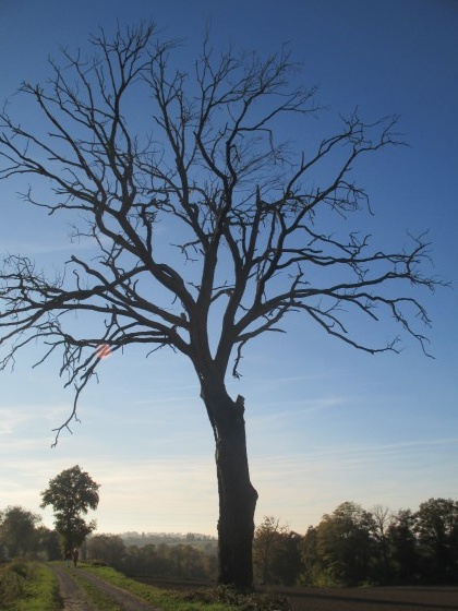 Arbre foudroyé