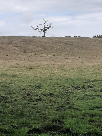 Arbre foudroy&eacute;