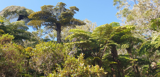 arbre fougère