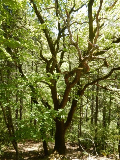 Arbre incroyable