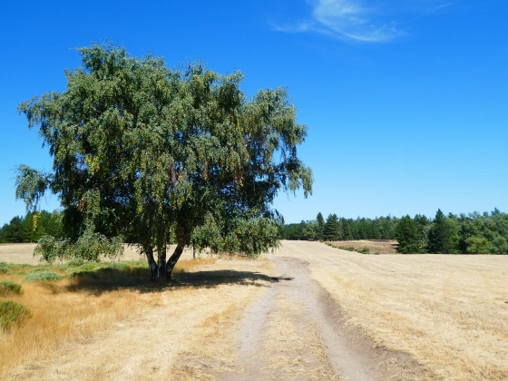Arbre isolé sur la lande