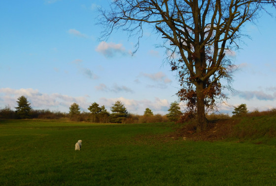 Arbre isolé