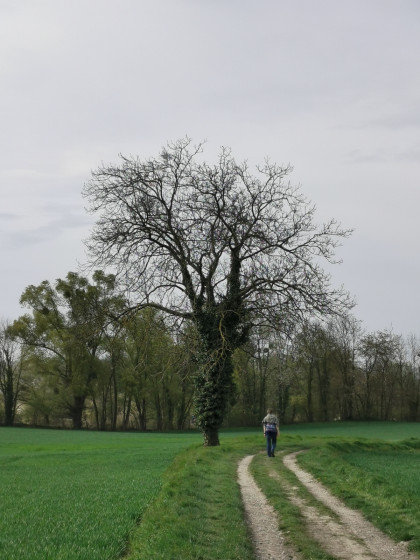 Arbre isolé