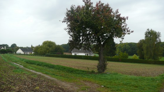 Arbre isolé