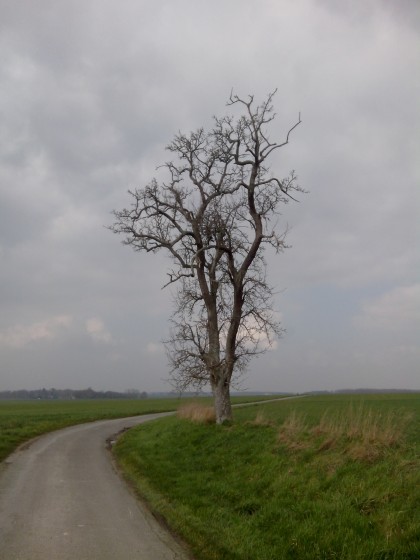 Arbre isolé