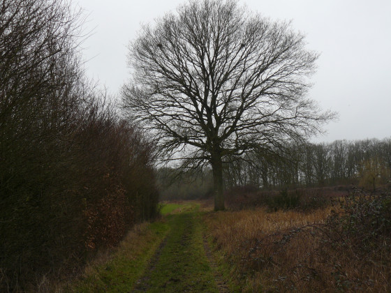 Arbre isol&eacute;