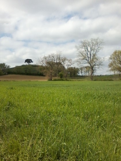 arbre isolé
