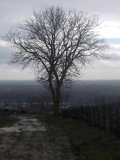 Arbre isolé