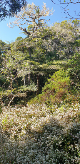 arbre lichen