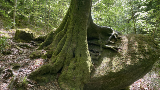 Arbre majestueux