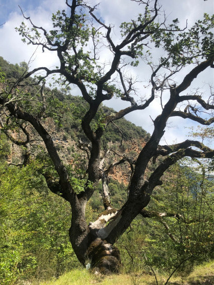 Arbre labélisé