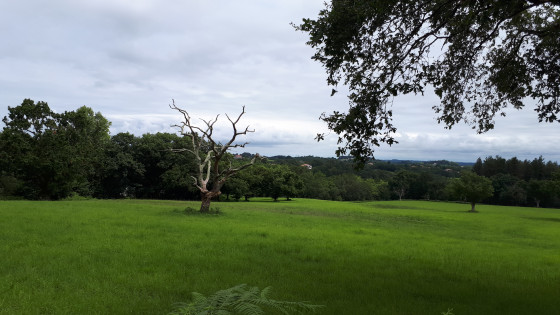 Arbre mort dans le champ