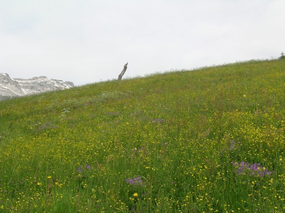 Arbre mort dans un pré de fauche