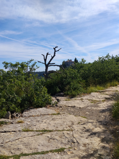 arbre mort et ermitage saint eugene