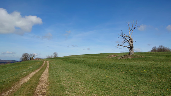 arbre mort